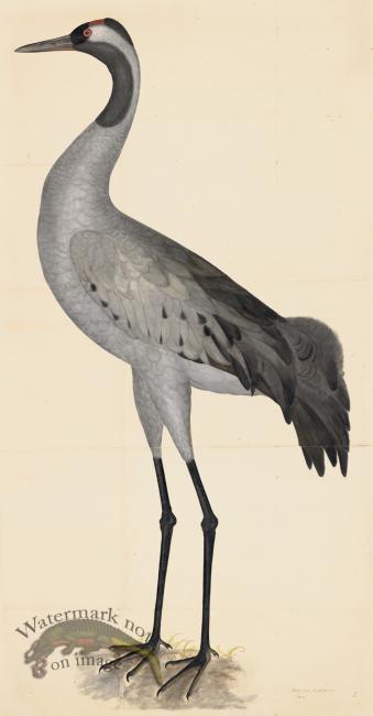 COMMON CRANE PL 2